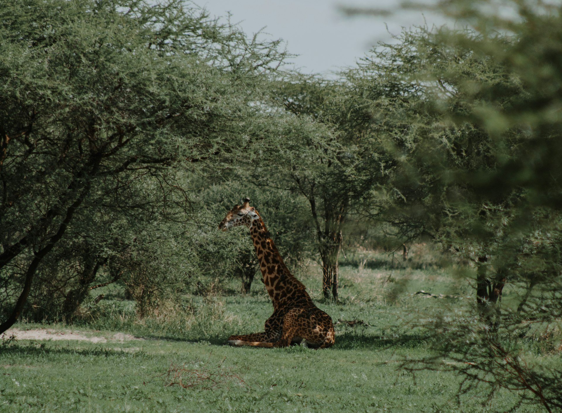 Tanzania landscape